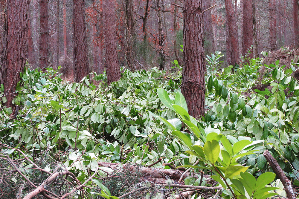 Rhododendron eradication moves to next stage
